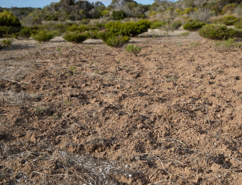 Brush-tailed bettong digging on Yorke Peninsula, South Australia. © WWF-Australia / Ninti Media