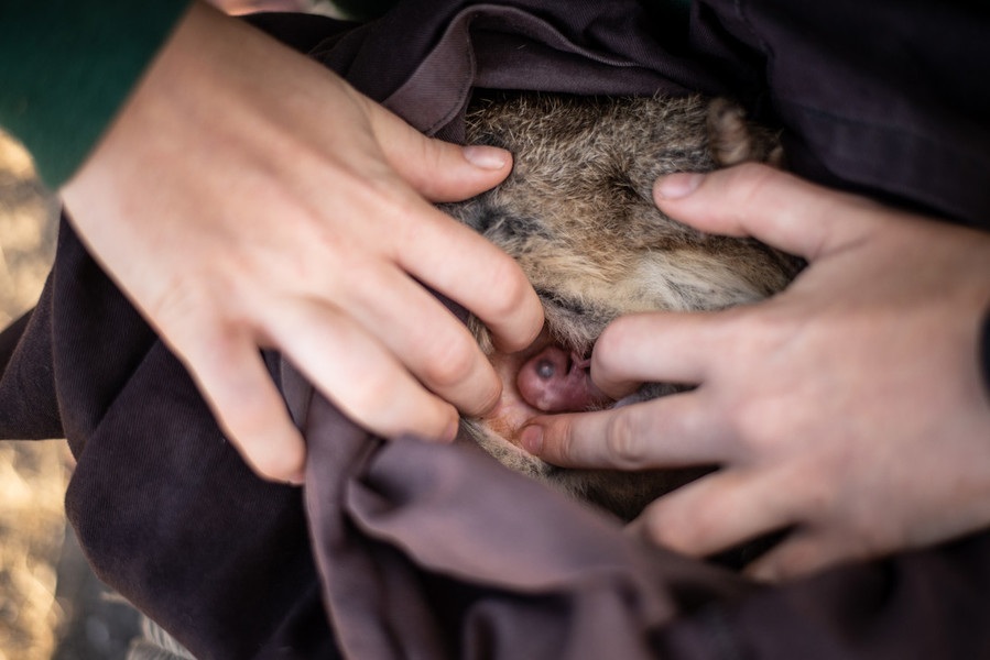 Brush-tailed bettong with pouch young. © WWF-Australia / Ninti Media